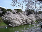 Chidorigafuchi_sakura